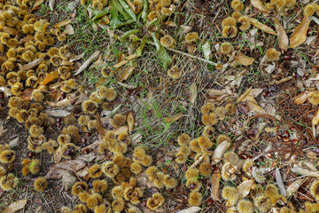 horizontal view of several hedgehogs and chestnuts fallen on the forest floor