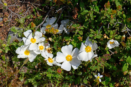 Salbeibl&auml;ttrige Zistrose (Cistus salviifolius) - sage-leaved rock-rose