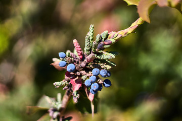 Purple sloes on a branch with leaves