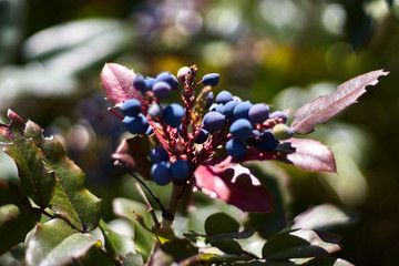 Purple sloes on a branch with leaves