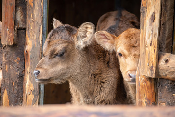 Fototapeta premium Two calves