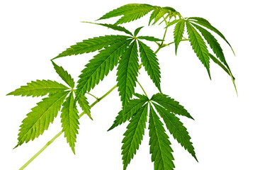 branch with green hemp leaves on a white background isolate for concept technical culture,...