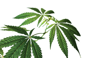 dark green hemp leaves on white background isolate for concept technical culture, medicine, legalization, ecology cannabis close-up