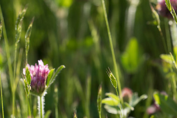 Blossoming Clover Field