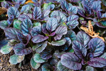 Silvery leaves in the meadow
