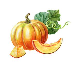 Orange pumpkin. Watercolor illustration on white background. Autumn harvest. Fresh vegetarian food.