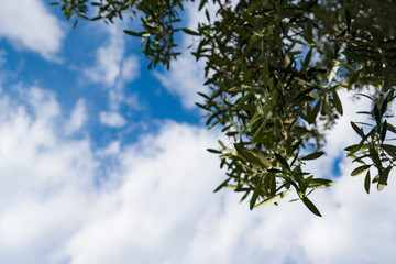 Branches hanging in Blue Sky with White Clouds