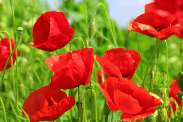poppies blooming in the wild meadow