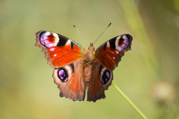 Peacock butterfly (Aglais io, the European peacock) sitting on a plnat on a meadow