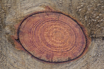 Texture of the wood with annual rings. Backgrounds and textures