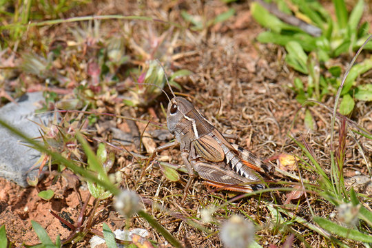 Grasshopper / Feldheuschrecke (Arcyptera labiata) von der griechischen Grasshopper