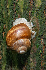Snail on the bark of wood