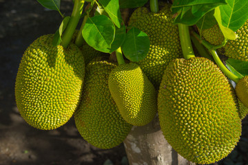Jackfruit tree