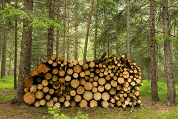 Pile of wood freshly cut in a Forest, Italy