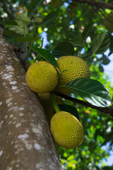 Jackfruit tree