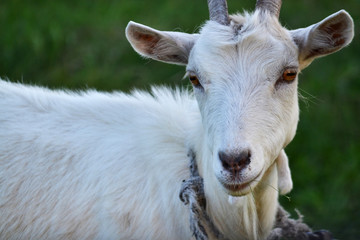 Fototapeta premium Close-up portrait of white adult goat grassing on green summer meadow field at village countryside