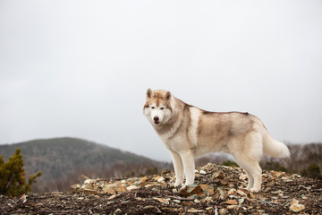 Beautiful and happy beige and white Siberian husky dog standing on the mountain. A dog on a natural background.