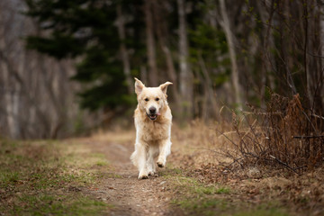 Crazy, cute and happy dog breed golden retriever running in the forest and has fun at sunset