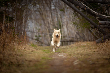 Naklejka premium Funny, cute and happy dog breed golden retriever running in the forest and has fun at sunset