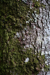 Tronc d'arbre ancien avec écorce et mousse verte