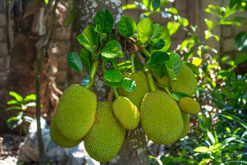 Jackfruit tree