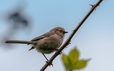 Wrentit Bird Close up