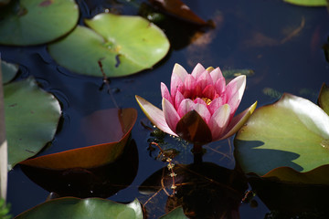 Fleur de n&eacute;nuphar rose dans son &eacute;tang en plong&eacute;