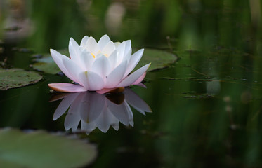 Fleur de N&eacute;nuphar blanc
