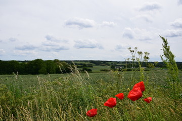 Red poppy wild flowers overlooking green field on overcast summer day, Northern Europe
