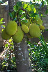 Jackfruit tree