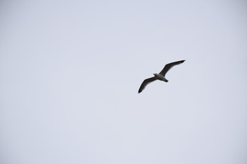Low shot of gull flying, wings spread, white shrouded skies, Northern Europe, summertime
