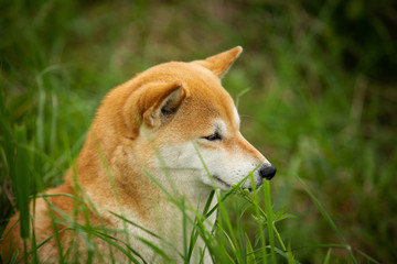 Portrait of wise, cute and beautiful dog breed siberian husky sitting in the green forest.