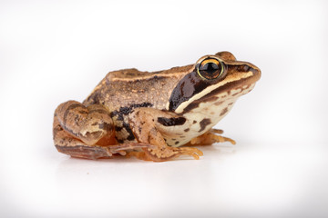 Small frog on a white table in a photo studio. A small amphibian from Central Europe.