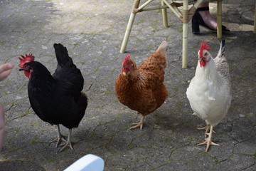 A brood of roosters on a terrace, black brown and white feathers