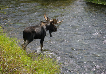 A large bull moose crosses a moving river.