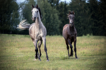 Obraz na płótnie Canvas Purebred arabian mare with a filly running on the meadow.