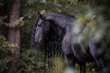 Beautiful friesian stallion posing in the forest. Nature background.