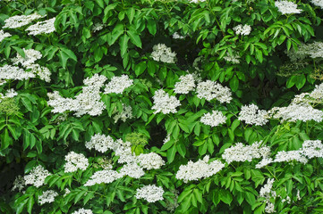 White elderberry blossom