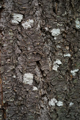Gros plan sur écorce de vieil arbre