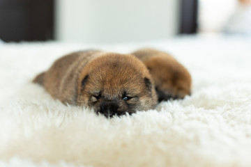 Close-up portrait of newborn red Shiba Inu puppy lying on the blanket.