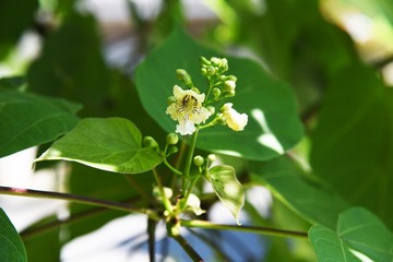 Yellow catalpa (Catalpa ovata) berries have an effect (diuretic action) on kidney disease.