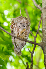 Barred Owl Perched in Tree and Preening in Spring