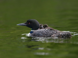 Two babies common loon chicks take rides on the back of its parent 