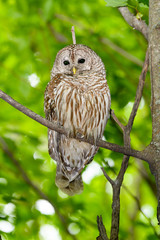 Barred Owl Sitting on Tree Branch on Green Background
