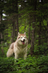 Obraz premium Portrait of lovely and beautiful dog breed siberian husky standing in the bright green forest.