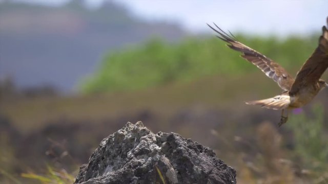 SUPER SLOW MOTION, CLOSE UP, DOF: Majestic bird of prey takes flight from a rock in the arid grasslands of Chile. Cinematic shot of a Chimango Caracara taking off into the wilderness to hunt its prey.