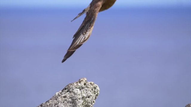SLOW MOTION, CLOSE UP, DOF: Cinematic shot of Chimango Caracara taking off into the clear blue sky. Majestic brown bird of prey takes flight from a rock in the untouched wilderness of Easter Island.