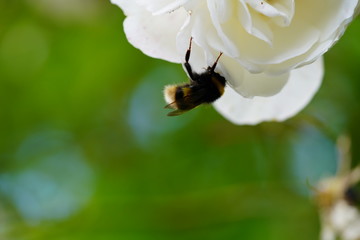 large wasp on the real wild rose