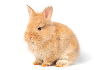 Adorable baby brown rabbits isolated on white background. Lovely baby rabbit sitting.