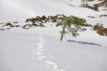Traces Of Hiker With Snowshoes Prints On The Snow